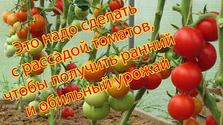 Это надо сделать с рассадой томатов, чтобы получить ранний и обильный урожай