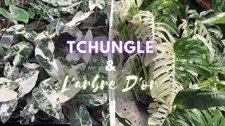 Visite de Tchungle Strasbourg et L'arbre D'or Geispolsheim : Un festival de plantes rares !