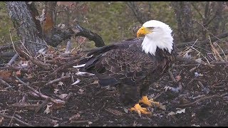 Decorah North Nest | Visits, incoming flights and a beautiful evening ~ 10-19-2018