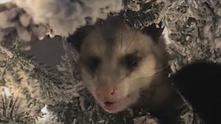 Watch: Woman finds opossum inside Christmas tree