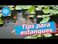 🔟 TIPS para ESTANQUES · Montaje y mantenimiento 🌺