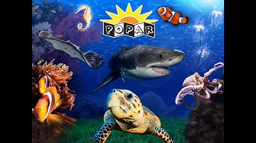 Popar Sea Life Smart Book & Puzzle
