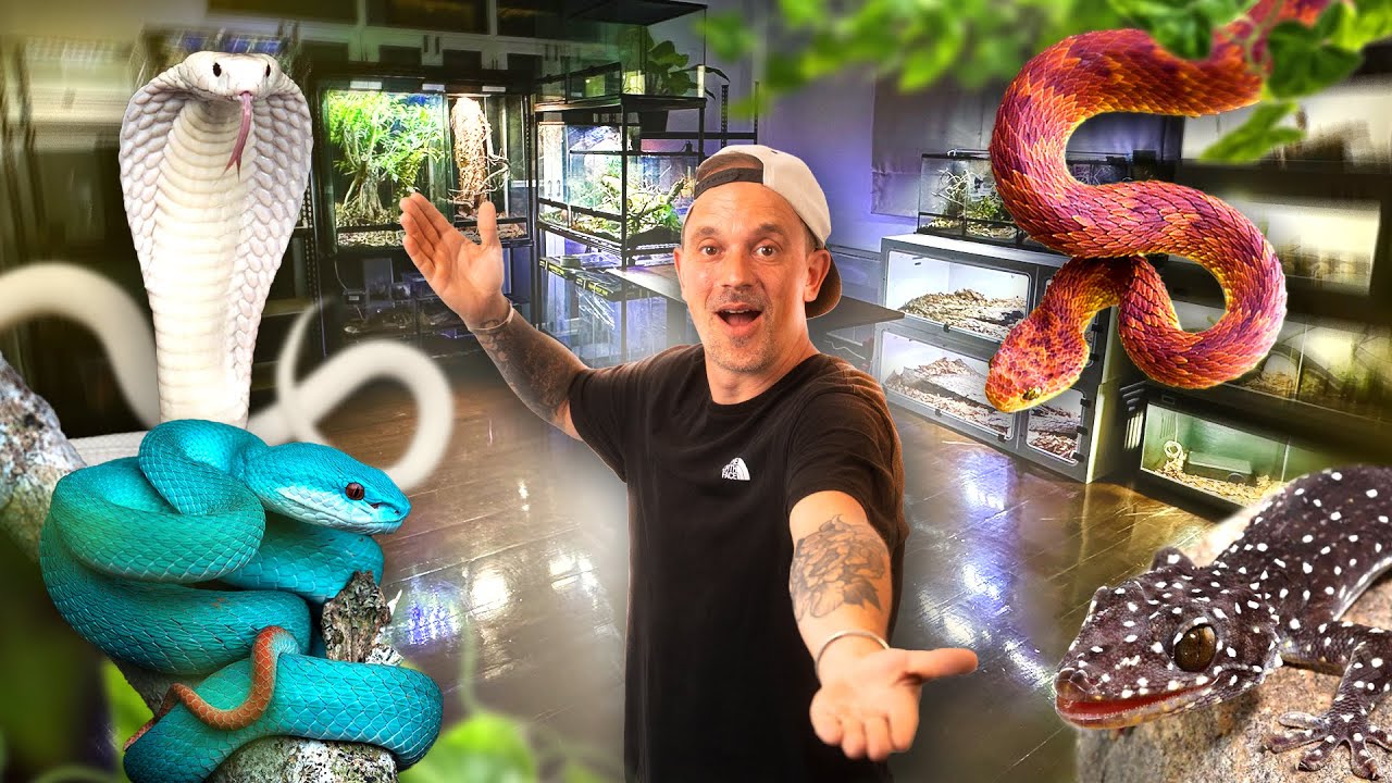 LES SERPENTS SONT ARRIVÉS DANS LA NOUVELLE PIÈCE REPTILE 🐍 (y'a du lourd...)