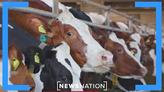Person diagnosed with bird flu after contact with cows in Texas | NewsNation Now