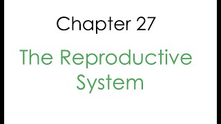 anatomy chapter 27 ~ reproductive system