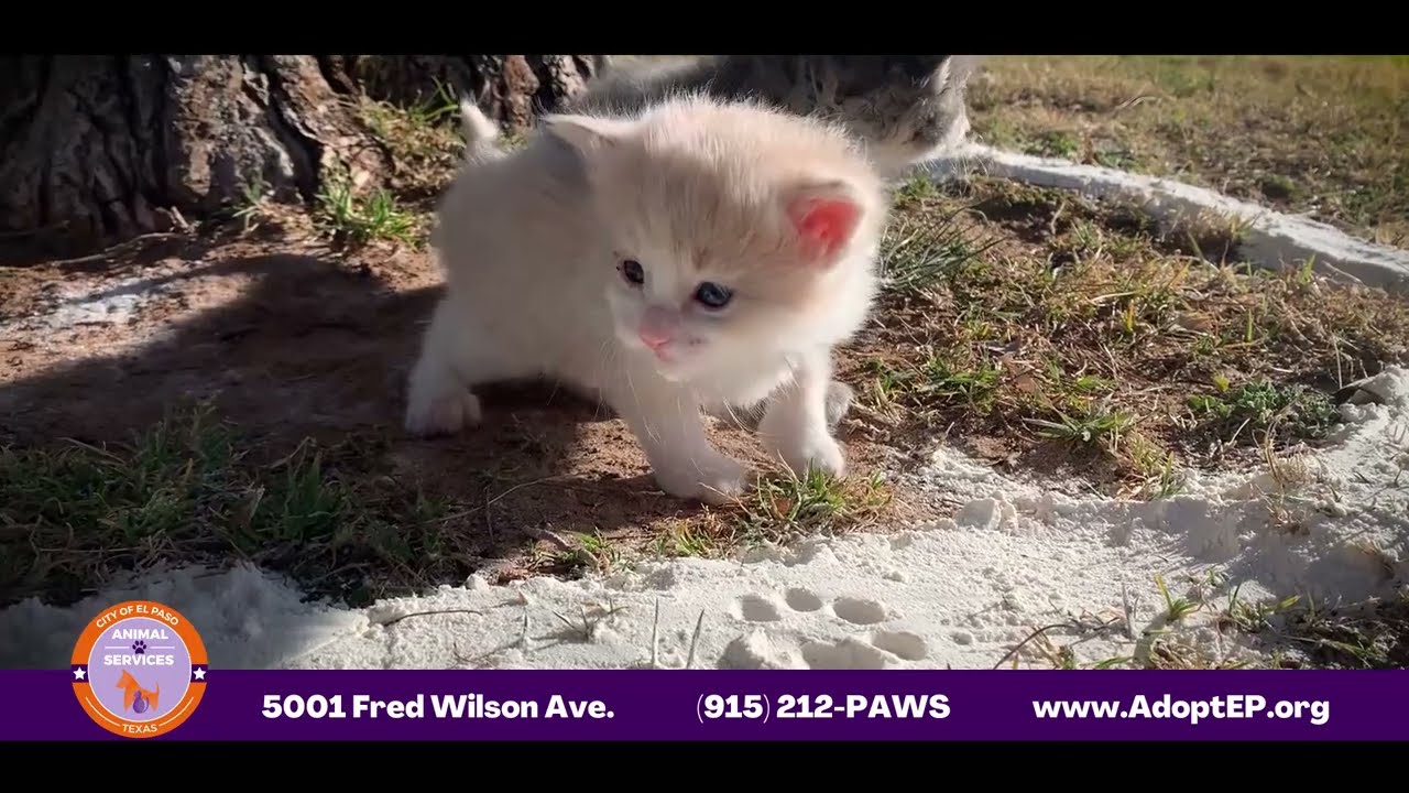 Furever Family Tip - Stop the Kitnapping