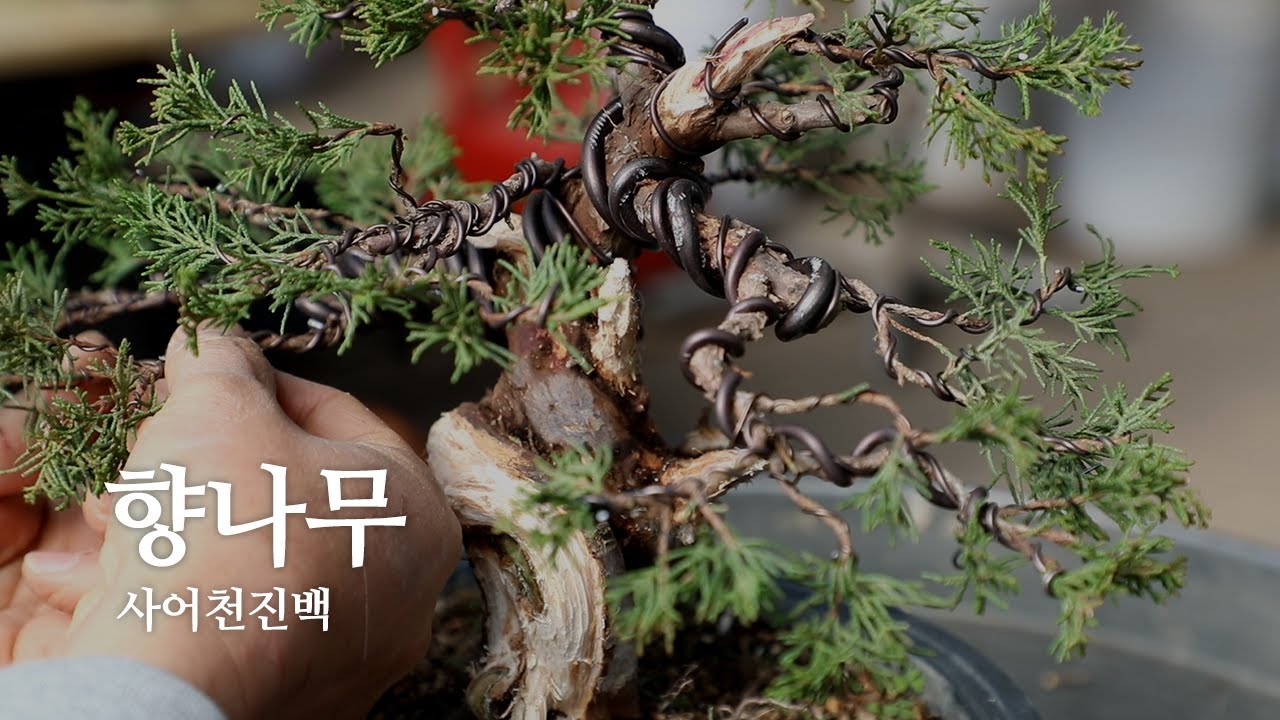 향나무 사어천진백 분재 | Purda Bonsai