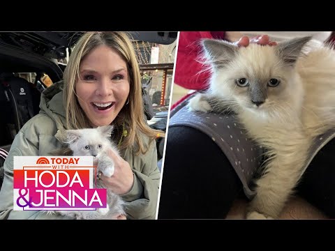 Jenna Bush Hager's family gets 2nd cat for Christmas: See the pics