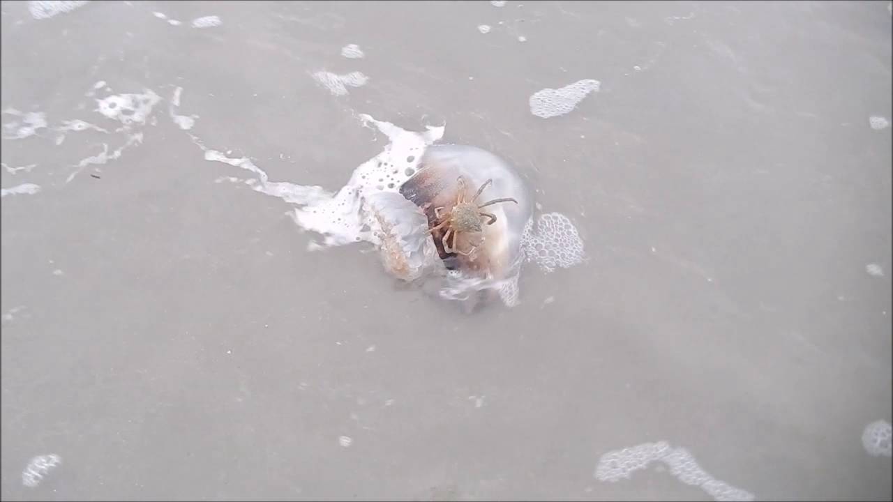 Crab Eating Cannonball Jellyfish YouTube