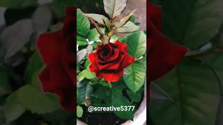 Beautiful red rose flower in my garden shorts youtubeshorts shortsvideo rose