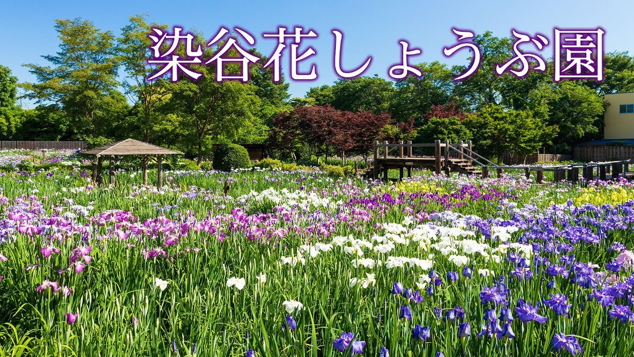 染谷花しょうぶ園 公式ホームページ