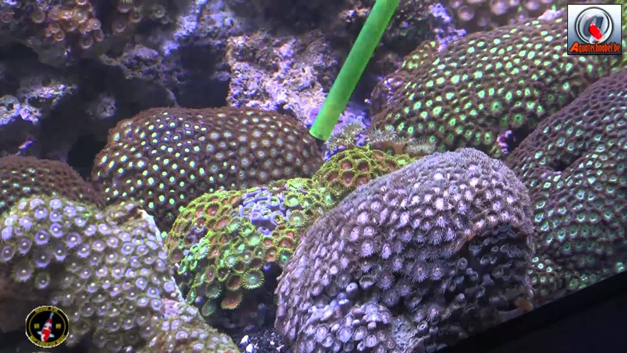 AquaVideoMag 13 - les coraux mous part 2