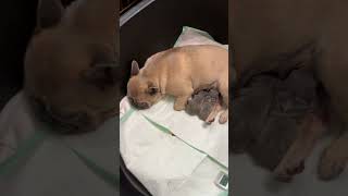 1st litter with pearl and Gemini puppy frenchbulldog