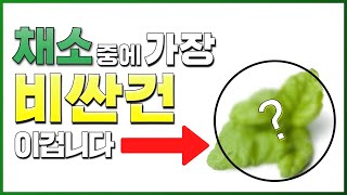 🥦채소중에 가장 비싼 채소는 뭘까요? 얼마에 판매되는지 놀라지 마세요~(feat. 허브 박사님)