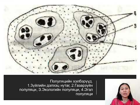 Видео: Экологийн популяцийн тархалт юу вэ?