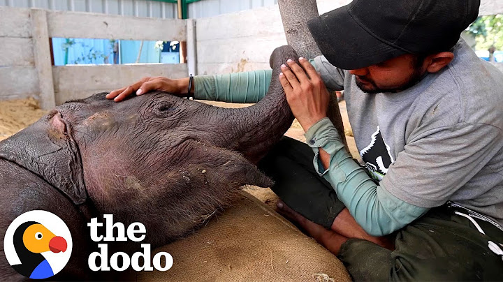 Baby Elephant Hit By A Train Takes Her First Steps | The Dodo