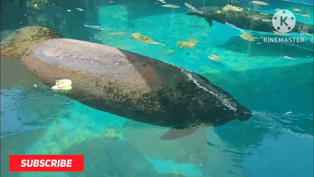 4 Most Dangerous Sea Animals - YouTube