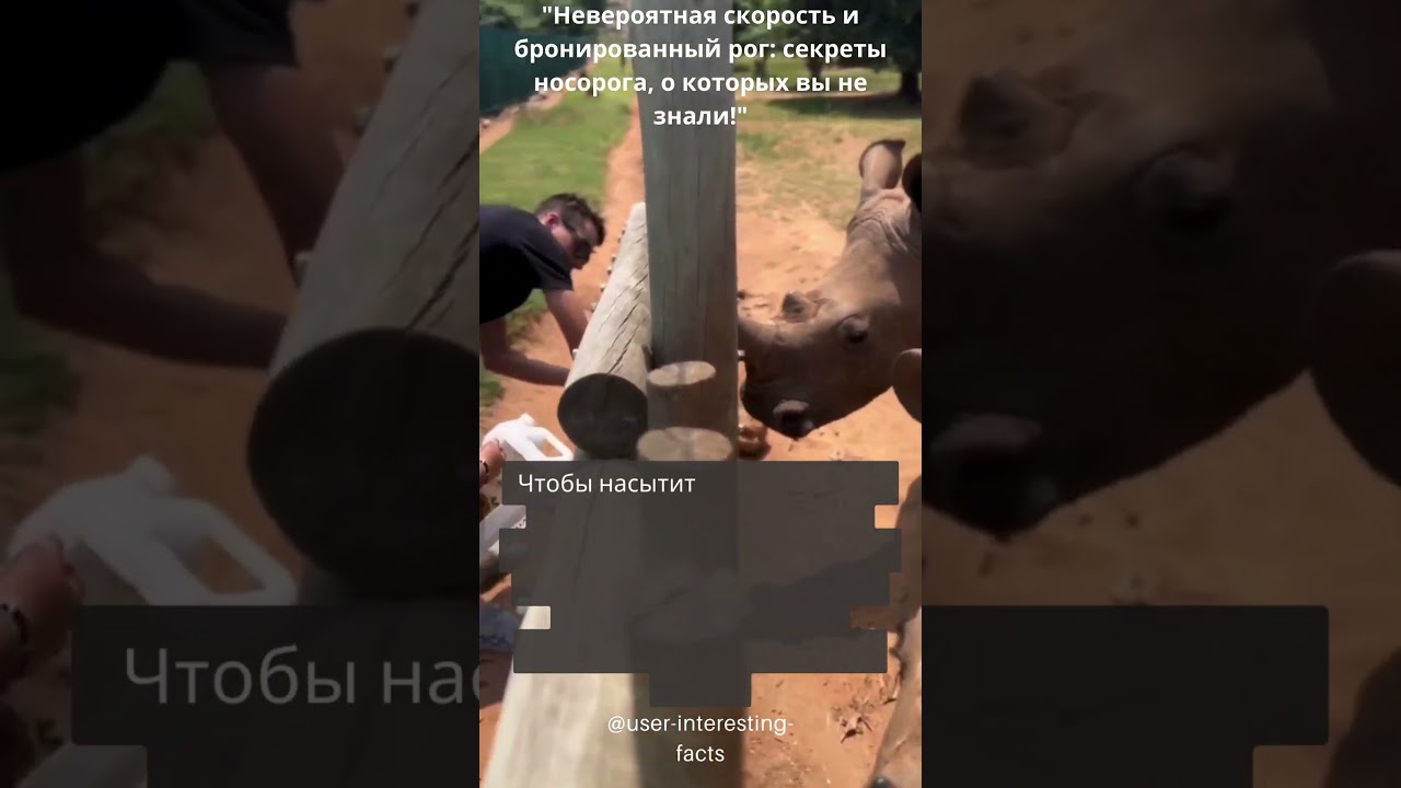 #shorts #"Невероятная скорость и бронированный рог: секреты носорога, о которых вы не знали!"
