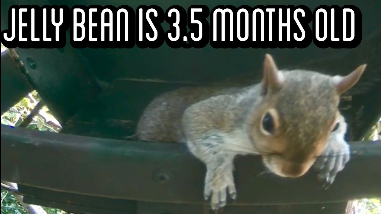 Jelly Bean squirrel is 3.5 months old! 😍 YouTube