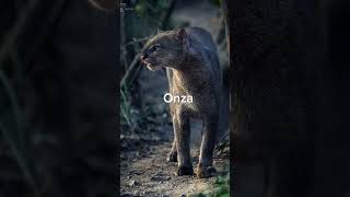 ¿Alguna vez escuchaste estos sonidos aterradores de animales?😲#shorts #sonidosdeanimales