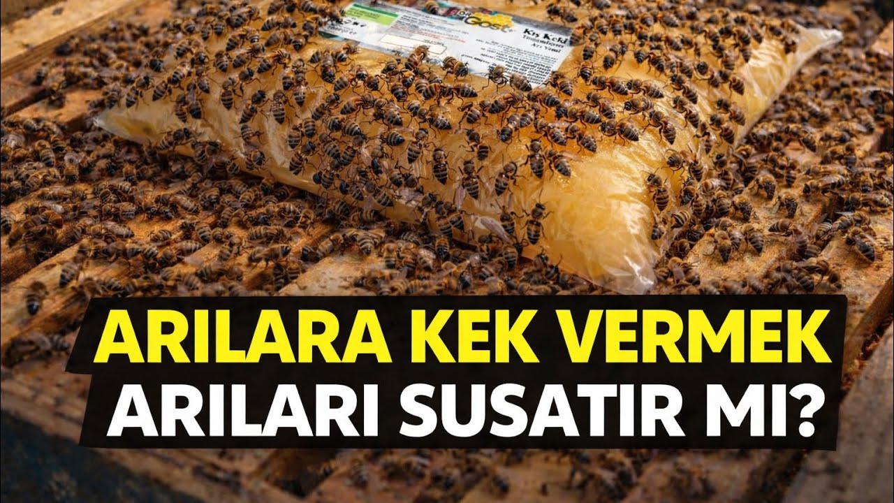 KEK ARIYI SUSATIR MI?