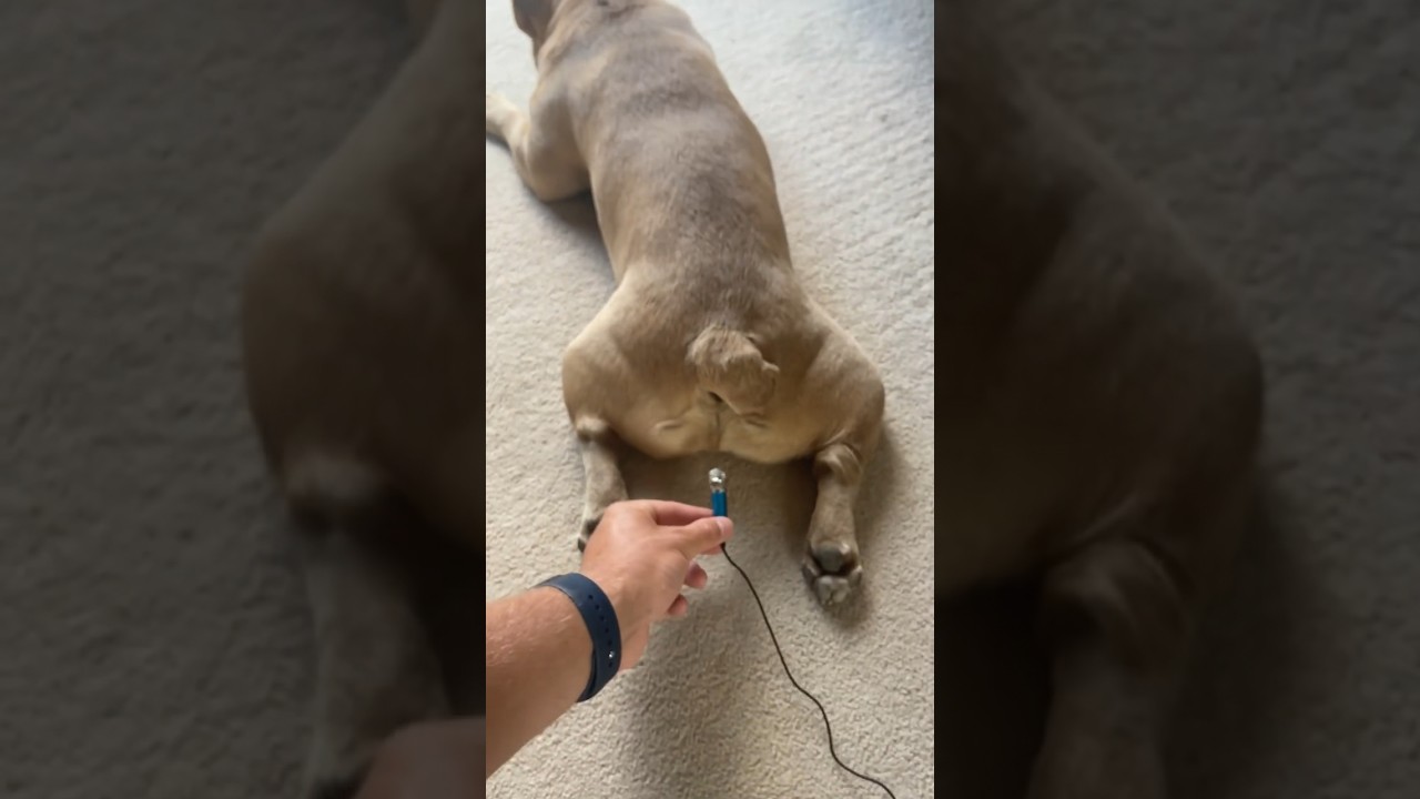 French bulldog fart 😁 #bulldog #animals #mreviatar #dog #dogs #animal #animalshorts #shorts #funny French bulldog fart 😁 #bulldog #animals #mreviatar #dog #dogs #animal #animalshorts #shorts #funny