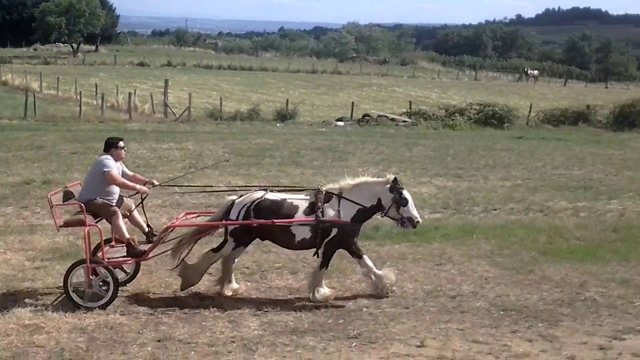 Glorious irish cob attele / elevage remilleux, paint horse valley YouTube