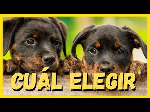 Video: Una guía para elegir tu cachorro Rottweiler