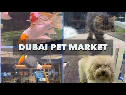 Dubai Birds & Pets Market | Largest Pet Market in Dubai | Al Warsan Pet Market @ShabsTravel