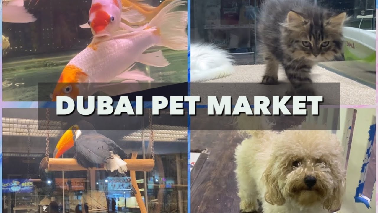 Dubai Birds & Pets Market | Largest Pet Market in Dubai | Al Warsan Pet