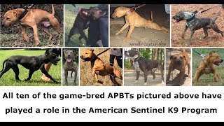 Creating Game Bred Bandogs