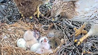 Second-hatched &quot;N2&quot; Watches Arthur Arrive with Prey As Rains Settle In | April 27, 2024