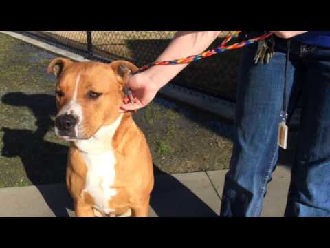 Video: Bătăliile de custodie a câinelui subliniază importanța microcipării pentru animalele de companie