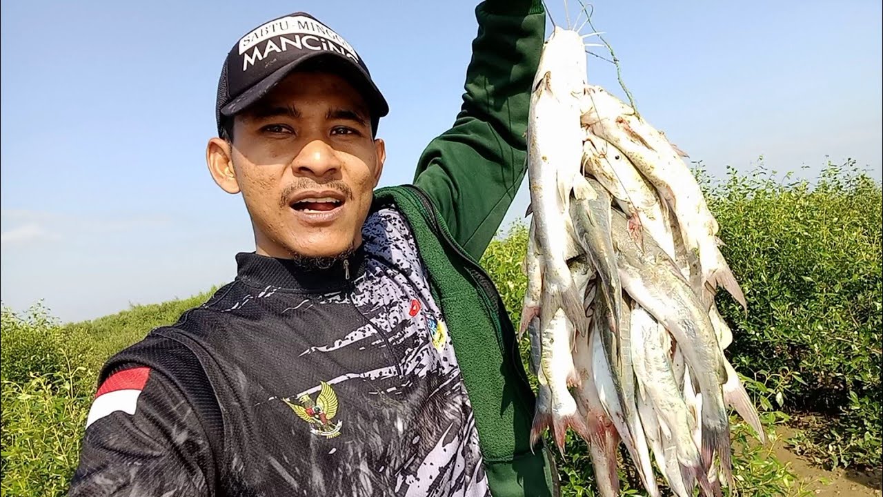 UMPAN JITU MANCING IKAN KEDUKANG BESAR/BABON 