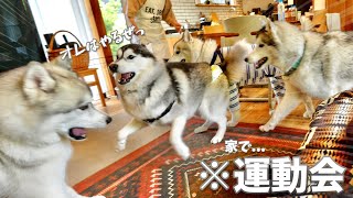 Chaos] When 4 mischievous Huskies get together, it turns the house