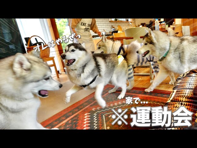 Chaos] When 4 mischievous Huskies get together, it turns the house