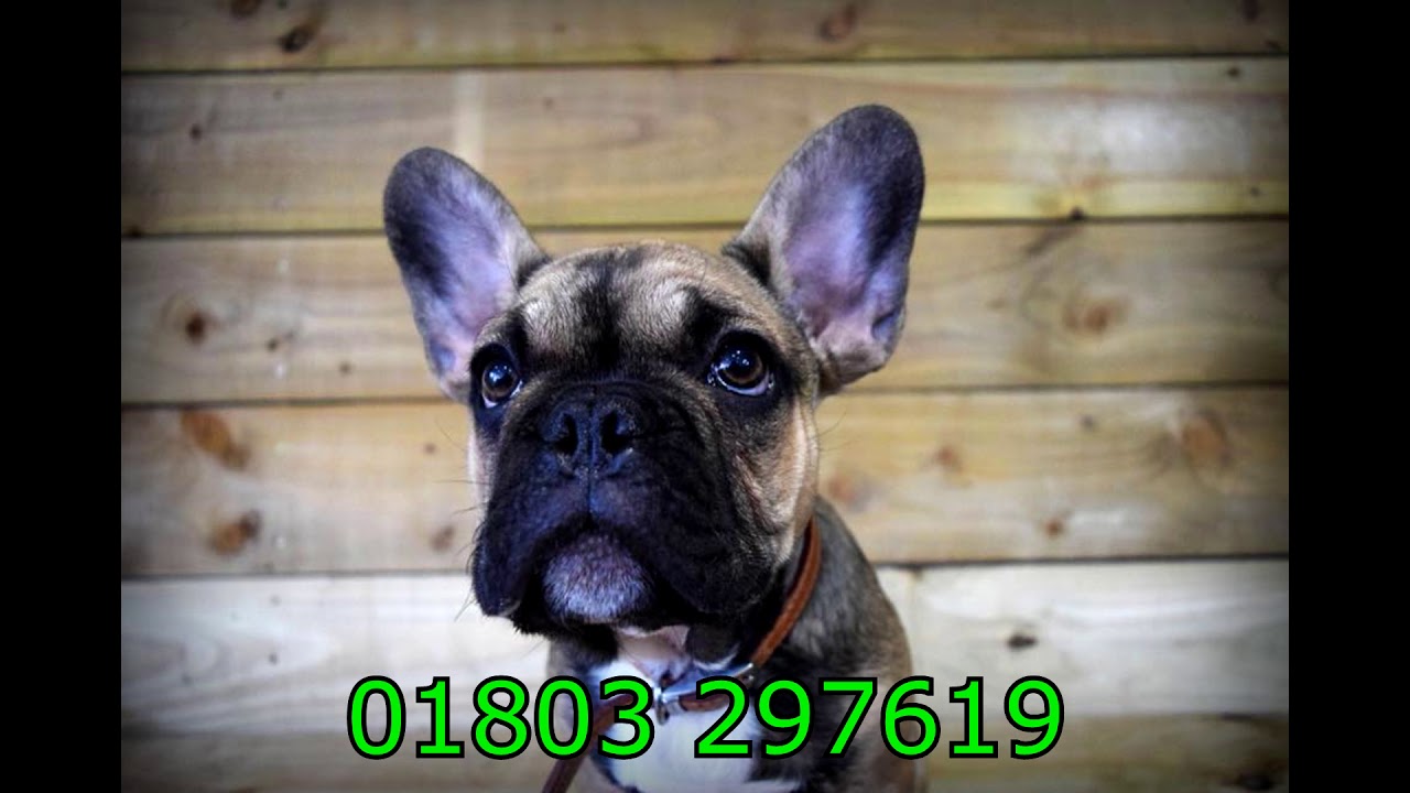 Muddy Paws Dog Grooming Torquay YouTube