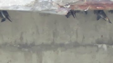 Cliff Swallow Nest Building