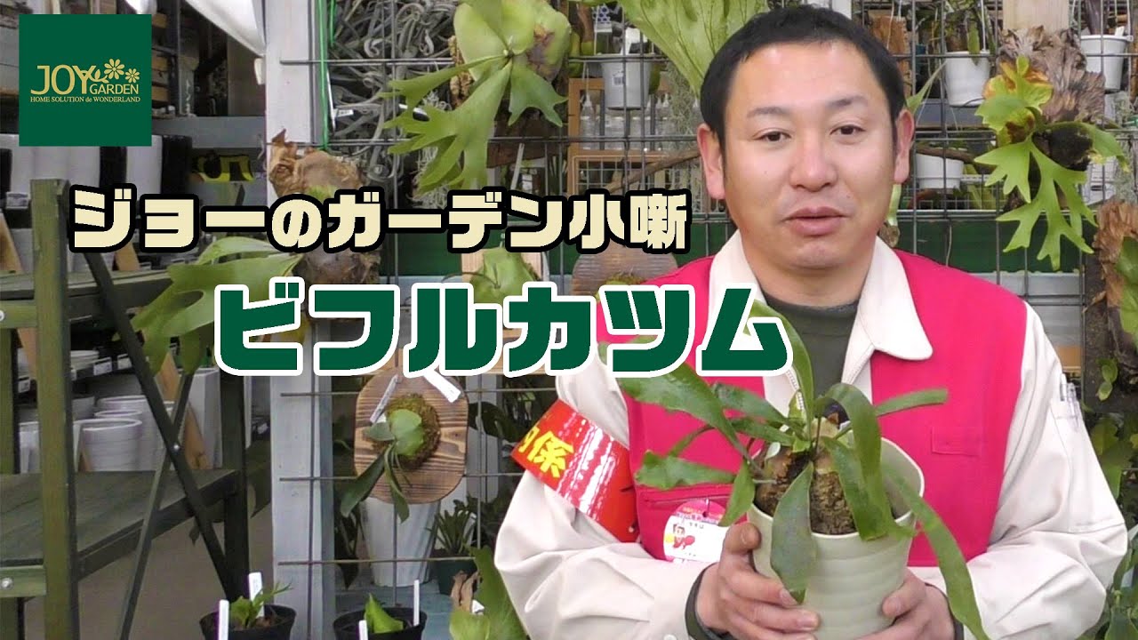 Joe the Houseplant Enthusiast's Garden Chats: 