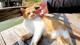 橋を渡ろうとすると、ドロボー髭の茶シロ猫が通せんぼしてきた