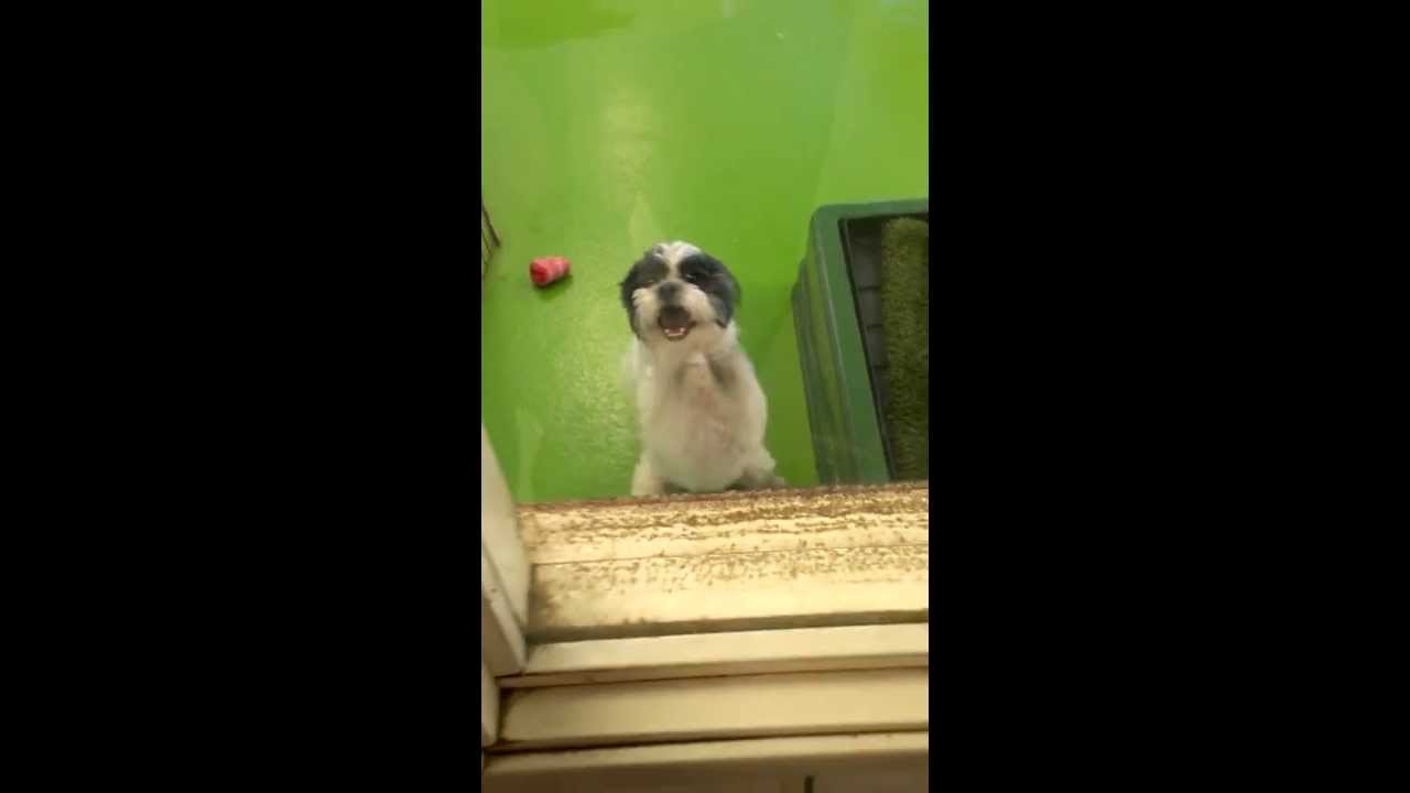 bff bundle Skippy begging A LOT...to get out of Doggy Day Care!