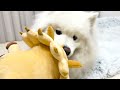 大好きなぬいぐるみと遊ぶサモエドが可愛いすぎる