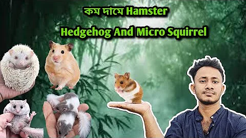 Video 11345091: bengal leopard cat, leopard cat pet, bengal cat exotic, indian leopard