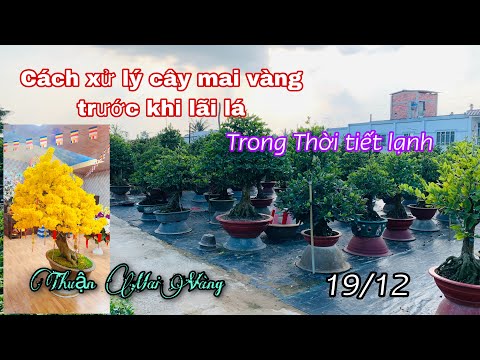 Video Thời tiết lạnh, nụ mai nhỏ & cách xử lý mai vàng trước... - youtube
