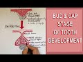 Development of Tooth - Part 1: Initiation, Bud and Cap stage