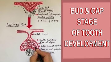 Development of Tooth - Part 1: Initiation, Bud and Cap stage of Tooth development