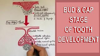 Development of Tooth  Part 1: Initiation, Bud and Cap stage of Tooth development