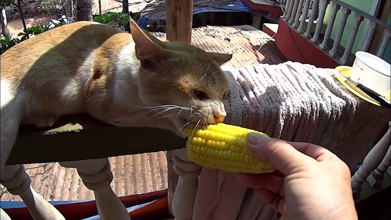 Можно котам кукурузу. Кот кушает кукурузу. Кот жрет кукурузу. Кот с кукурузой. Кот хавает кукурузу.