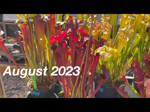 Video: Plante de ulcior cultivate în grădină - Cum să aveți grijă de plantele de ulcior în aer liber