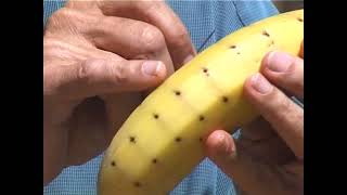 Pre-sliced banana by CuriosityShow 5,761 views 2 weeks ago 2 minutes, 20 seconds